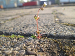 Saxifraga tridactylites