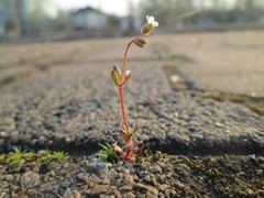 Saxifraga tridactylites