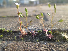 Saxifraga tridactylites