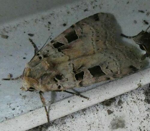 Double Square-spot, Bennekom, Nederland, photo 5 of 10