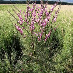 Pedicularis grandiflora