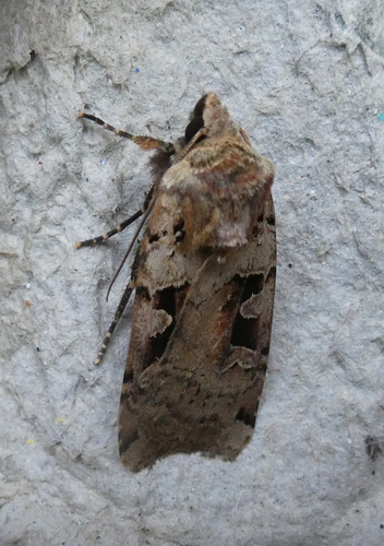 Double Square-spot, Bennekom, Nederland, photo 6 of 10