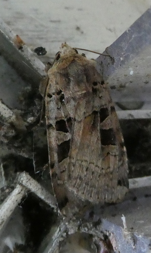 Double Square-spot, Bennekom, Nederland, photo 9 of 10