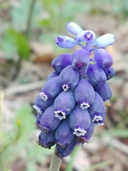 Muscari neglectum