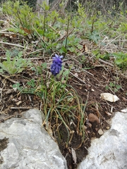 Muscari neglectum