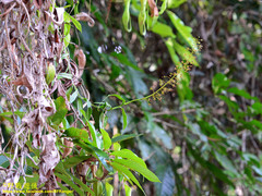 Nepenthes reinwardtiana