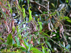 Nepenthes reinwardtiana