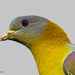 Yellow-footed Green Pigeon - Photo (c) Anil Kumar Verma, some rights reserved (CC BY-NC), uploaded by Anil Kumar Verma