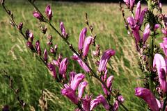 Pedicularis grandiflora
