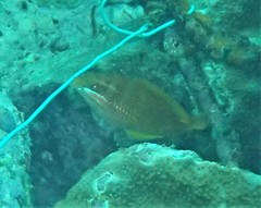 Pseudolabrus luculentus