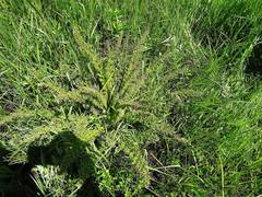 Pedicularis grandiflora