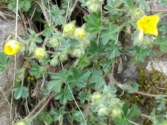Potentilla verna