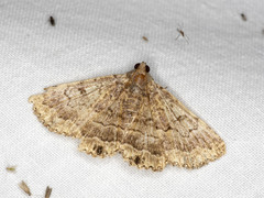 Diatenes aglossoides