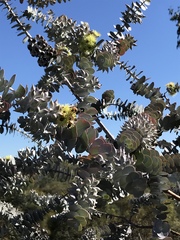 Eucalyptus kruseana