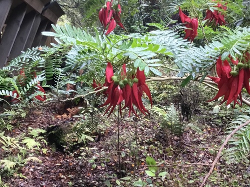Clianthus puniceus