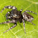 Coppered White-cheeked Jumping Spider - Photo Kaldari, no known copyright restrictions (public domain)