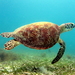 Green Sea Turtle - Photo (c) Lennart Hudel, some rights reserved (CC BY)