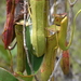 Slender Pitcher-Plant - Photo (c) должанский, some rights reserved (CC BY-NC), uploaded by должанский