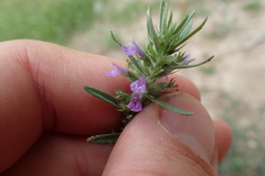 Hedeoma hispida
