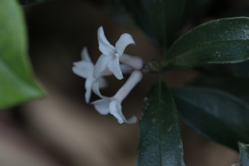 Image of Daphne papyracea by no rights reserved