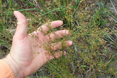 Juncus diffusissimus
