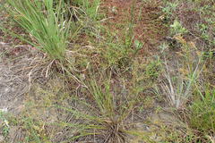 Juncus diffusissimus