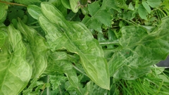 Arum maculatum