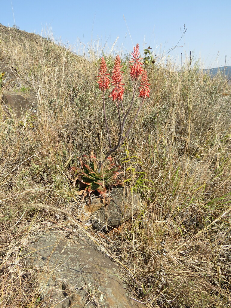 Highveld Spotted Aloe from Queen Rose Hiking Trail, Nelshoogte ...