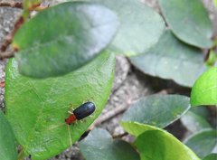 Trichobalya bowringii