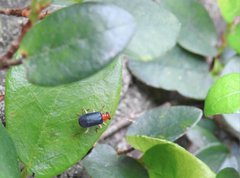 Trichobalya bowringii