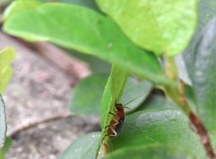 Trichobalya bowringii