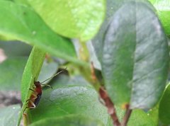 Trichobalya bowringii