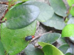 Trichobalya bowringii