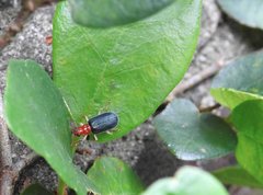 Trichobalya bowringii