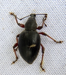 Otiorhynchus
