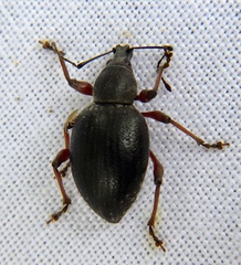 Otiorhynchus