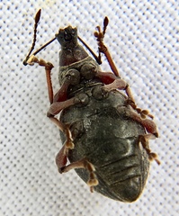Otiorhynchus