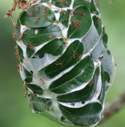 African Weaver Ant