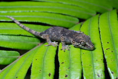 Rhacodactylus auriculatus