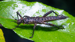 Canachus