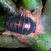 Roux's False Spheric Pill Woodlouse - Photo (c) Damien Brouste, some rights reserved (CC BY-NC), uploaded by Damien Brouste