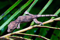 Rhacodactylus auriculatus