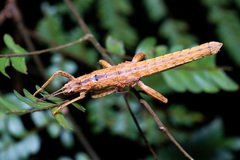Canachus alligator