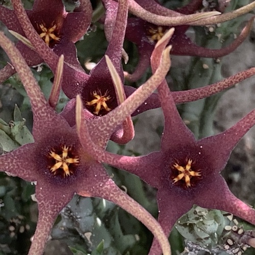 Ceropegia lugardiana