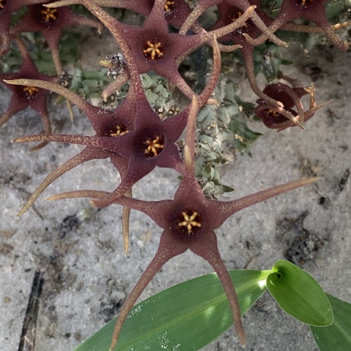 Ceropegia lugardiana