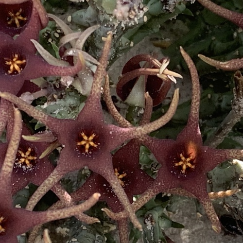 Ceropegia lugardiana
