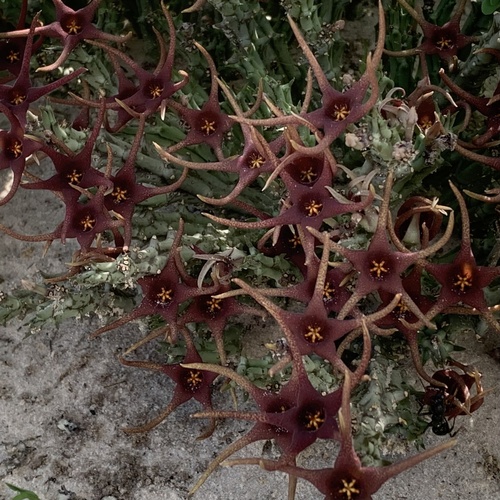 Ceropegia lugardiana