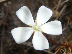 Drosera praefolia