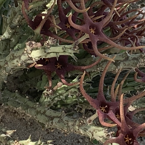 Ceropegia lugardiana