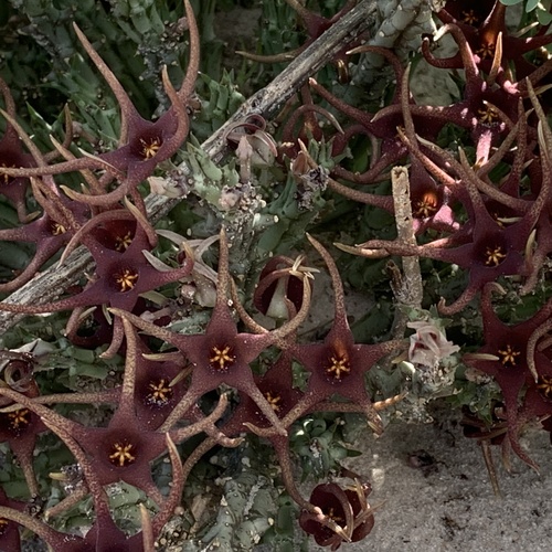 Ceropegia lugardiana